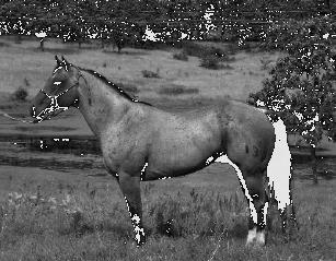 MAGNOLIA BARTENDER, #3284921 1994 Bay Roan Owned By: Kenny McCullough TWO ID BARTENDER W Champion Heading, W Champion Heeling, AQHA Champion, Superior Heeling, Superior Performance Sire MAGNOLIA
