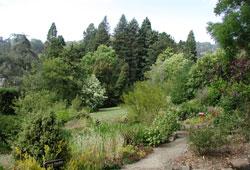 Berkeley Botanical Garden Plants of all kinds Beautiful walk