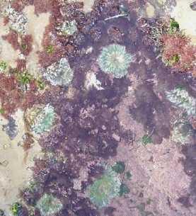 The area can be drenched by freshwater during storms (causing the organisms to bloat and interfering with their bodies chemistry) and tide pools become increasingly salty (causing dehydration) as