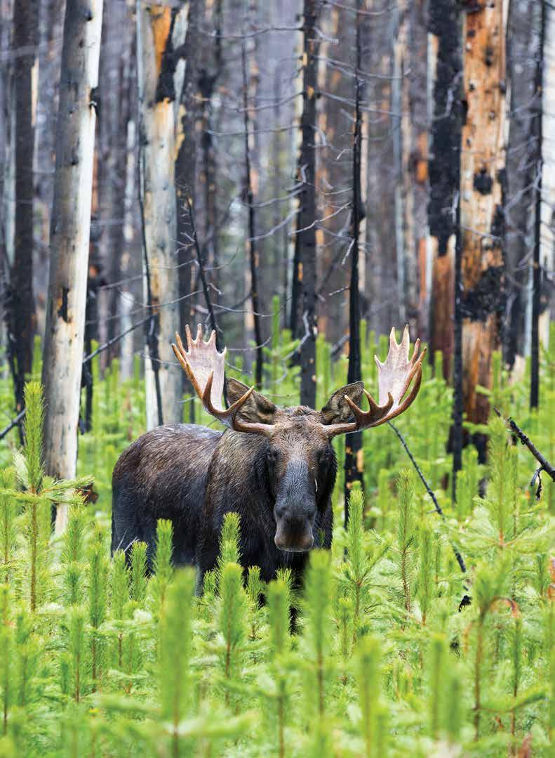 MOOSE POPULATIONS ACROSS CANADA Moose are hard to count, even to estimate, and different jurisdictions use different methods for calculation on different schedules.