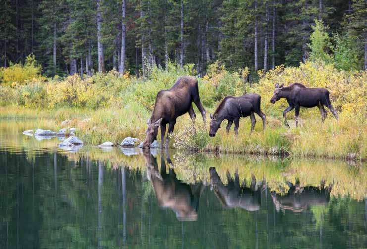 COW AND CALVES The story of the eastern moose for much of the last century was recovery after near-extirpation.
