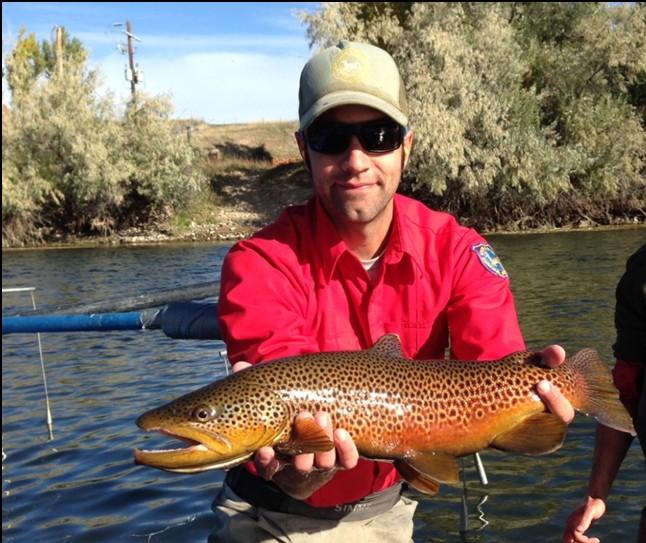 Bighorn River trout population Cody Region Newsletter It s no secret the trout fishery on the Wedding of the Waters section of the Bighorn River has been nothing shy of fantastic the last handful of