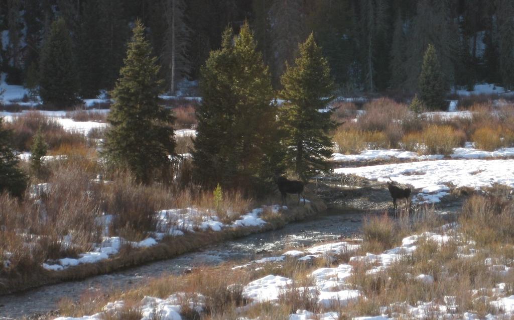 Cody Region Newsletter January 2015 Wood River moose Cody Region Newsletter January 2015 Two of eight moose observed on the Wood River during a survey in February.