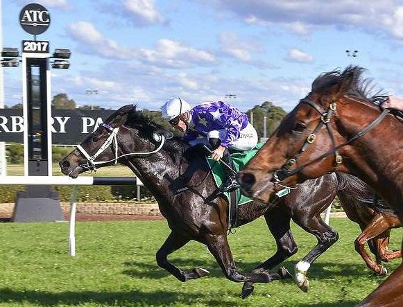 Once he balanced up Calculated showed a likeable attitude to knuckle down strongly and get the win even though the tight track and the 1200m distance probably didn t play to his strengths.