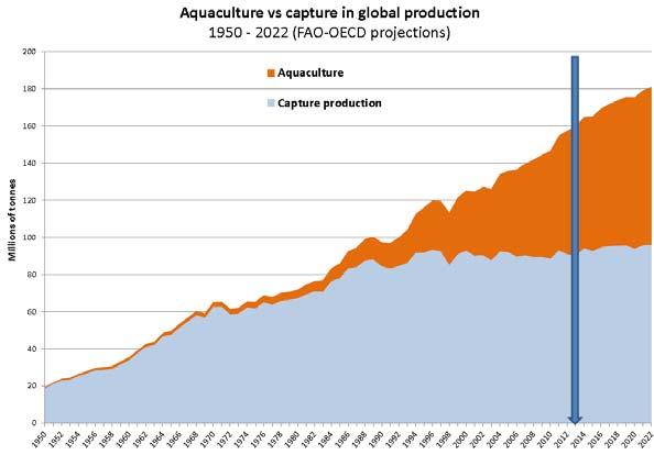 Aquaculture vs capture in global production * Source FAO