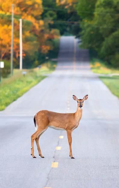 BRUCE MACQUEEN / DREAMSTIME.COM Deer hunters pay close attention to the rut, and motorists are advised to do the same.