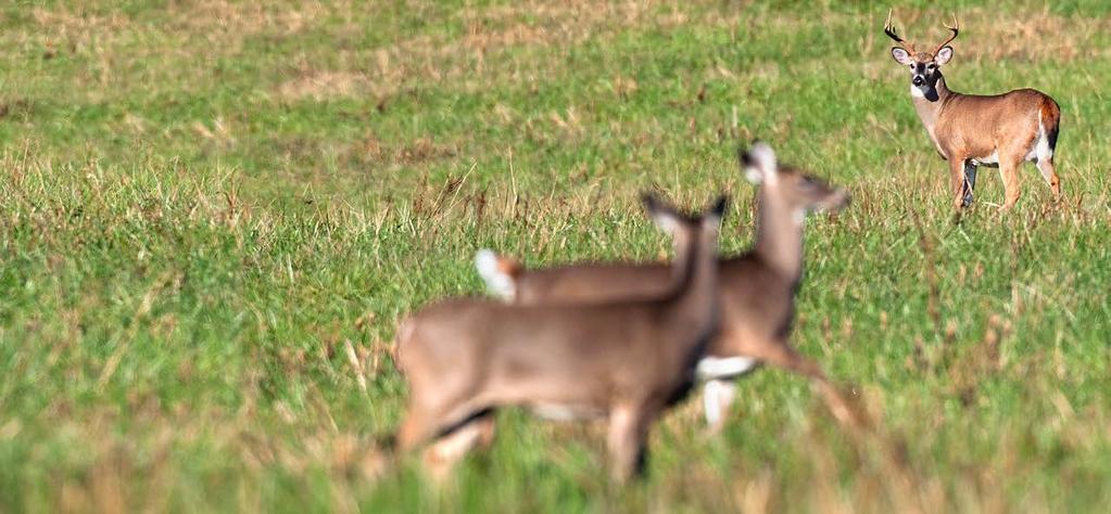 They are most common in younger deer that are unsure of their position, not unlike many young teenagers! The second phase of the rut begins about a month after the onset of sparring.