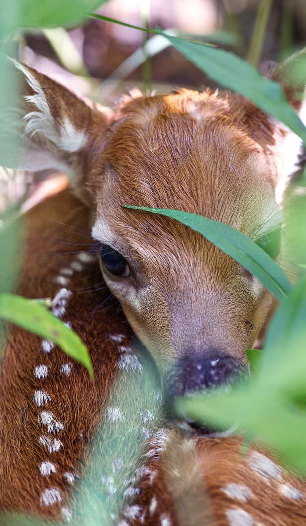 Spring Fawns With a gestation period of about 200 days, does give birth to fawns roughly 6½ months later. The behavior of the doe changes little until shortly before the fawn is born.