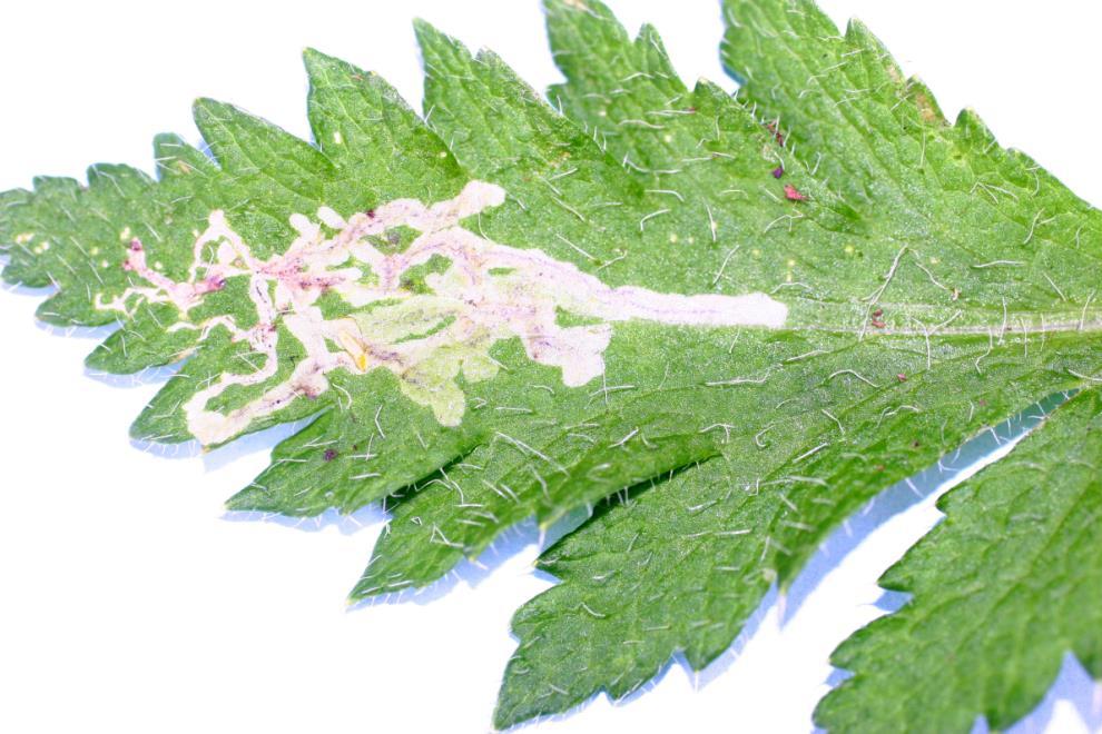 leafminer larvae