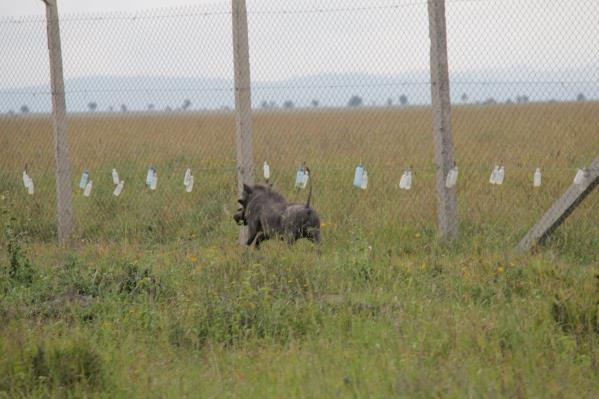 Photos: Warthogs were among the species protected when the bottles were hung along the fence by volunteers and students.