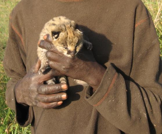 However, an increasing number of cubs are being confiscated through animal trade dealers.