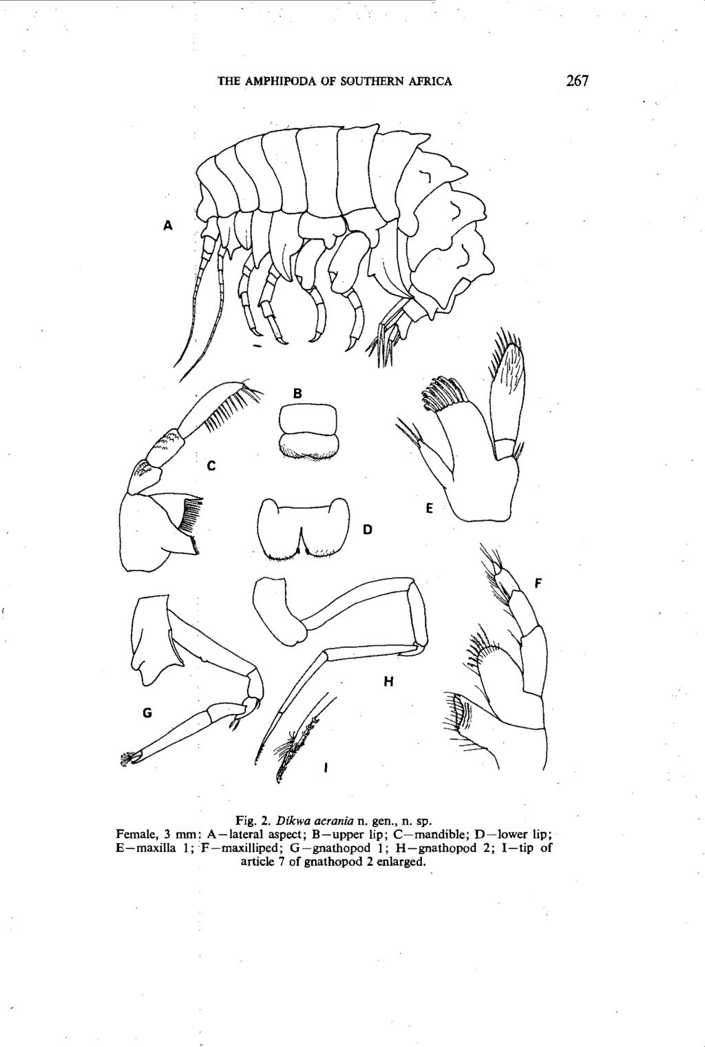 THE AMPHIPODA OF SOUTHERN AFRICA 267 A B 8 Fig. 2. Dikwa acrania n. gen., n. sp.