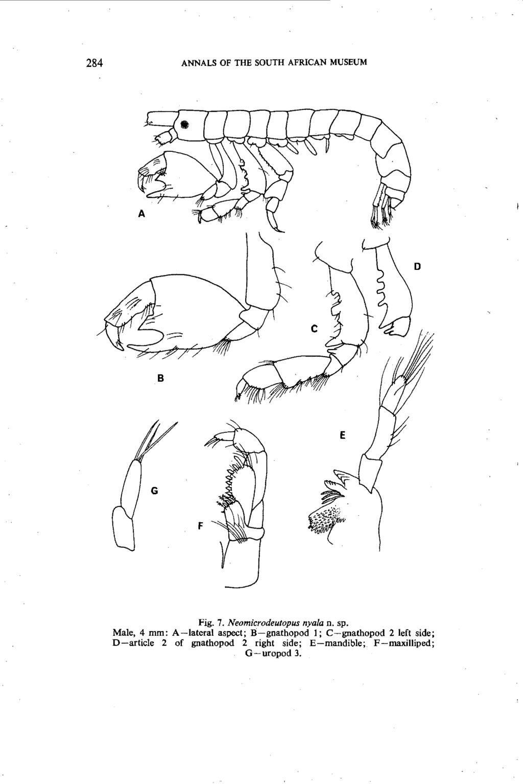 284 ANNALS OF THE SOUTH AFRICAN MUSEUM B Fig. 7. Neomicrodeutopus nya/a n. sp.