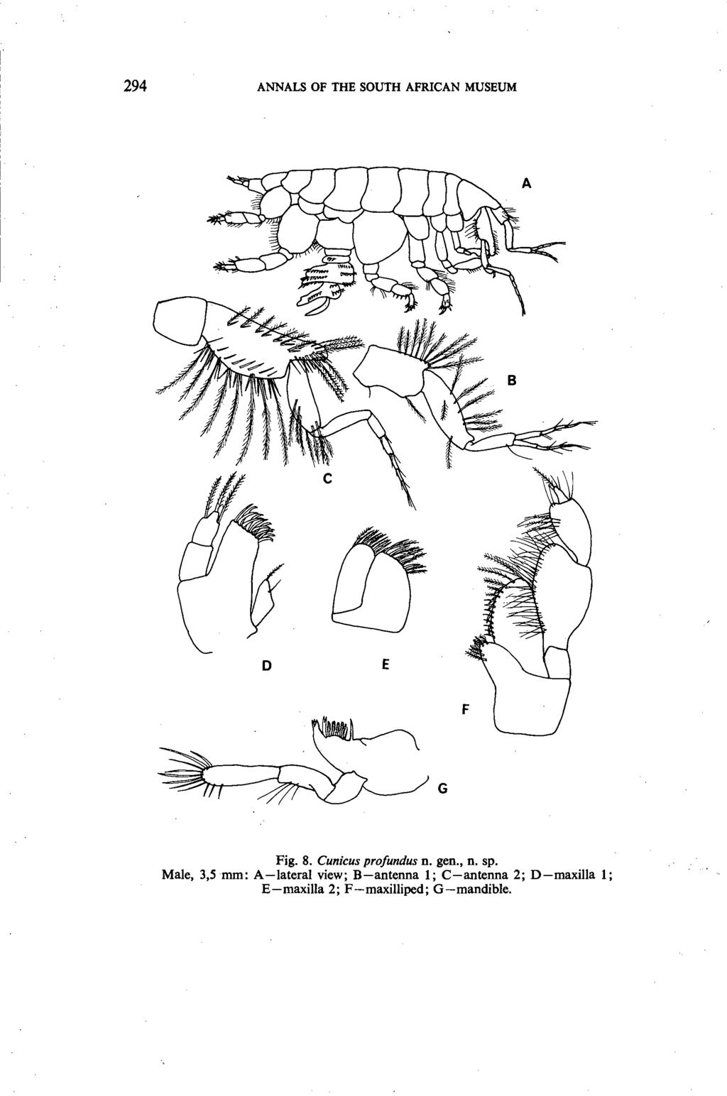 294 ANNALS OF THE SOUTH AFRICAN MUSEUM o E G Fig. 8. Cunicus profundus n. gen., n. sp.