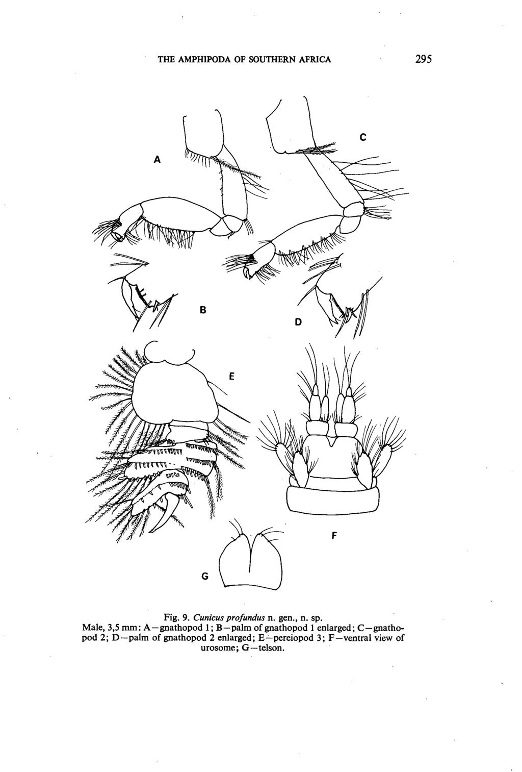 THE AMPHIPODA OF SOUTHERN AFRICA 295 G Fig. 9. Cunicus profundus n. gen., n. sp.