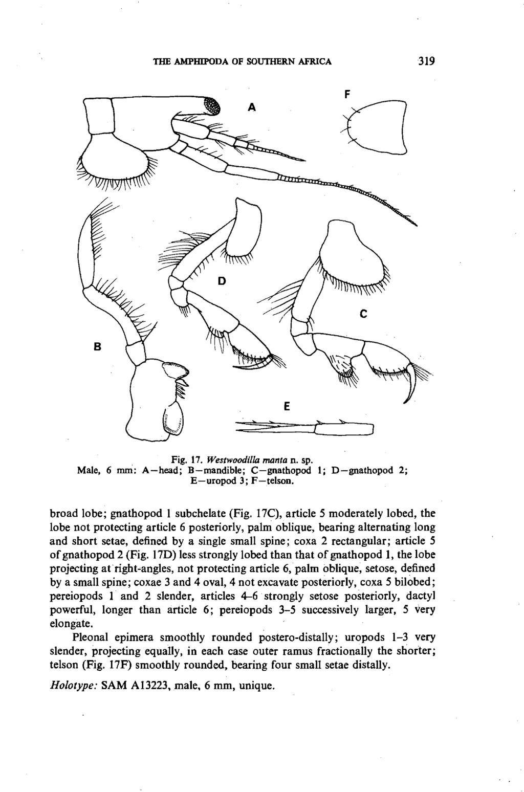 THE AMPHIPODA OF SOUTHERN AFRICA 319 F G Fig. 17. WestwoodilIa manta n. sp. Male, 6 mffi: A-head; B-mandible; C-gnathopod 1; D-gnathopod 2; E-uropod 3; F-telson.