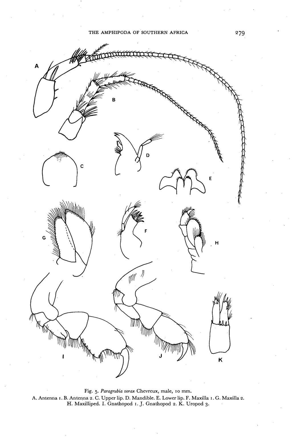 THE AMPHIPODA OF SOUTHERN AFRICA 279 ~E G F H K Fig. 5. Paragrubia vorax Chevreux, male, IO mm. A. Antenna I. B. Antenna 2. C. Upper lip.