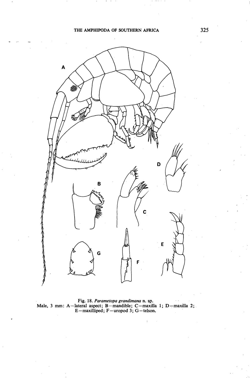 THE AMPHIPODA OF SOUTHERN AFRICA 325 G Fig. 18. Parametopa grandimana n. sp.