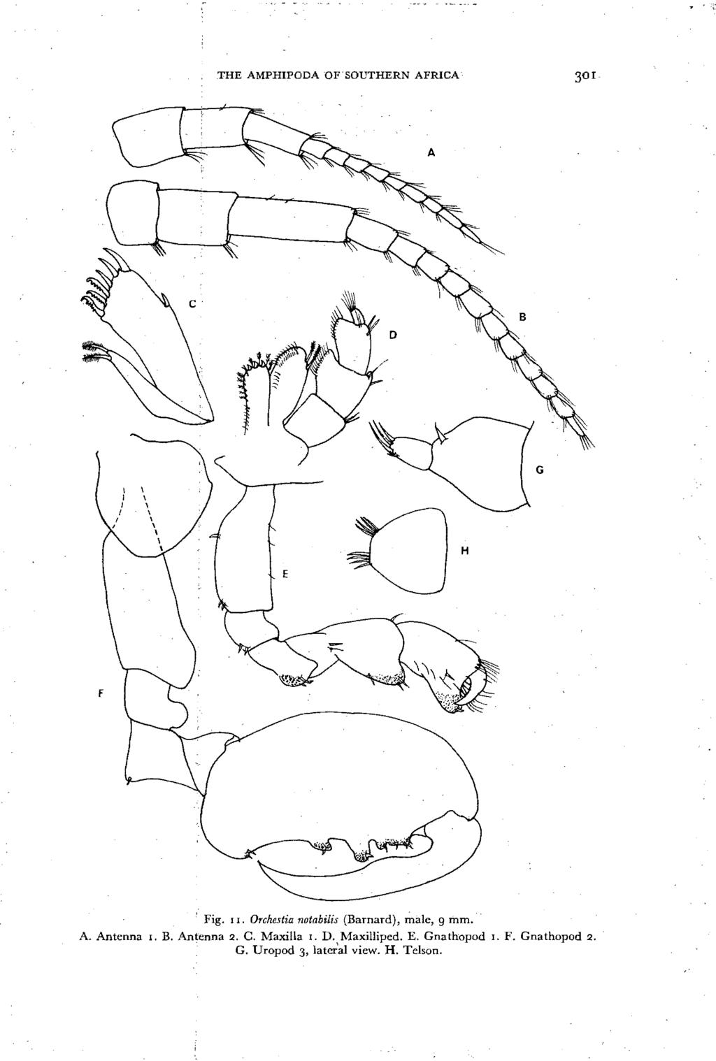THE AMPHIPODA OF "SOUTHERN AFRICA 3 01 G, Fig. II. Orchestia notabilis (Barnard), JiJale, 9 mm. A. Antenna I. B.