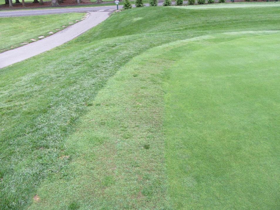 Glen Oak CC. Perennial ryegrass is a much better option and many of your best approaches and collars have significant populations of perennial ryegrass.