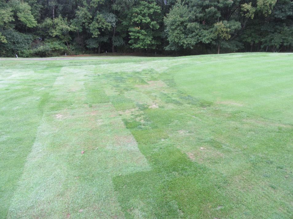 Although its dark in color and may look greener from the distance, I would suggest an aggressive over-seeding program with perennial ryegrass into all thin areas of approaches and collars this autumn.