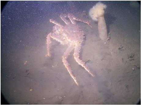 3) Is there adverse effects in southwest Bristol Bay where there has recently been an increase in the red king crab population