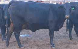 These Composite Poll animals comprise The best of Angus and Santa Gertrudis genetics available.