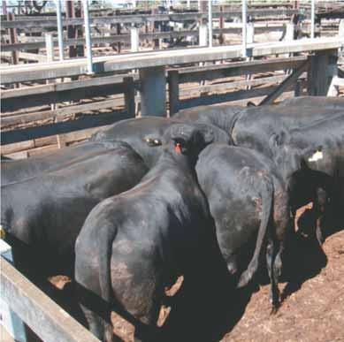 Yulgilbar Sangus Given the huge uptake in popularity of Angus cattle in recent years these Sangus cattle are an option for producers looking to breed black cattle that