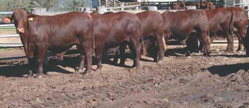 Santa Gertrudis Breedplan This Year s Sale Bulls have been tested for the Horn Poll Test (recently developed by Beef CRC and commercialized by Phizer).