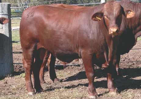 9 RIVERINA GENERAL G2 Poll Classified S Yulgilbar - a stud with a history breeding cattle for the future 1952-2013 National ID: 982 000191772272 Society ID: RIV11MG2 Born: 9/09/11 22 months MALE WACO