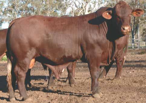 23 YULGILBAR GOLDMINE G020 Poll Classified S Yulgilbar - a stud with a history breeding cattle for the future 1952-2013 National ID: 982 123457434380 Society ID: YUL11MG020 Born: 16/09/11 22 months