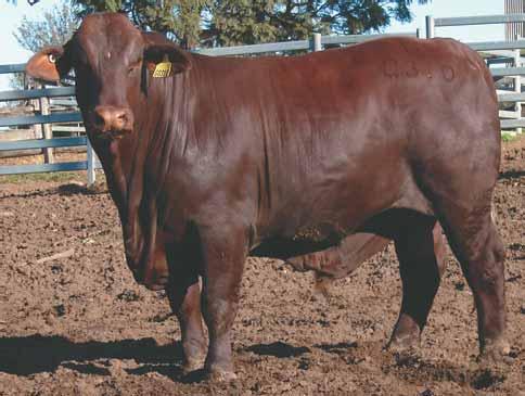 YULGILBAR GRANVILLE G310 Dehorned COMMERCIAL 53 Yulgilbar - a stud with a history breeding cattle for the future 1952-2013 National ID: Society ID: COMMERCIAL Born: 15/11/11 20 months MALE YULGILBAR