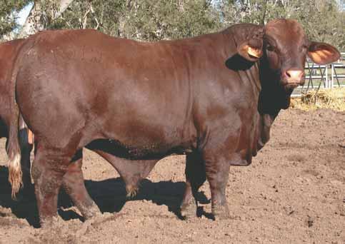 YULGILBAR GALLANT G1078 Dehorned COMMERCIAL 57 Yulgilbar - a stud with a history breeding cattle for the future 1952-2013 National ID: 982 123458728573 Society ID: COMMERCIAL