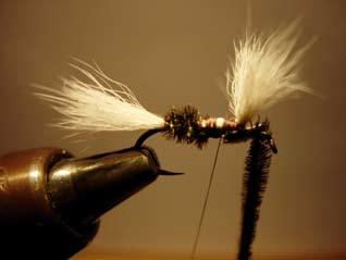 Step 10 12. Wrap the hackle forward, taking 5 or 6 wraps behind the wing and an equal number in front of the wing.