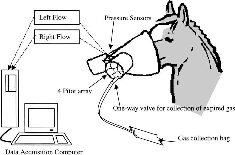 R.A. Curtis et al. / The Veterinary Journal 169 (2005) 223 231 225 Fig. 1. Scheme showing major components of the Quadflow mask. measurements.