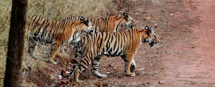 Lions and Tigers of India Detailed Itinerary Jan 15/18 This may be the grandest wildlife adventure anywhere for those who are lovers of the BIG CATS - lions, tigers, and leopards!