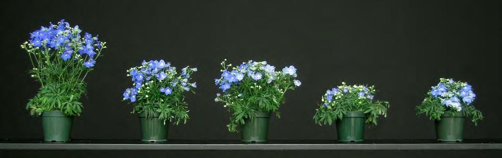 Comprison of Uniconzole Products on Greenhouse Crops Delphinium grndiflor Summer Blues Control 5 ppm 15 ppm