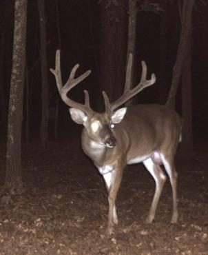 Differences in detection probability for does relative to bucks with 5- min vs 10-min delay