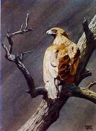 Lithograph Two of Six GOLDEN EAGLE - (Aquila chrysaëtos).