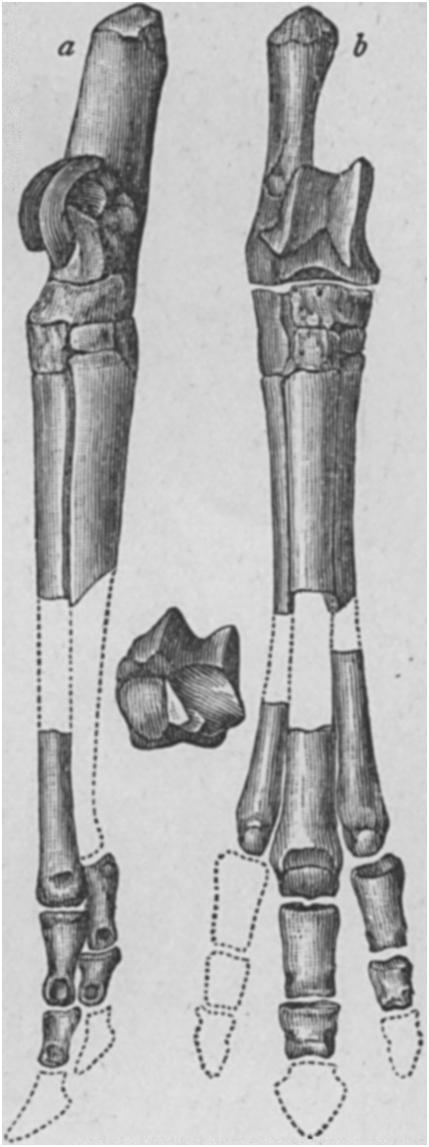 a, left side; b, from front; Geol. Surv. Terrs.," iii. Fig. a, humerus c, distal end of astragalus and from front; 6, ulna and radius from be- calcaneum. hind; c, anterior foot from before.