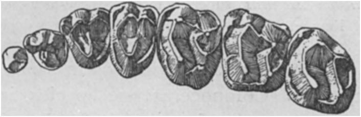 Systemodon tapirinus Cope, dentition; upper figure, right superior molars from below; lower figure, left inferior molars from above; natural size. Original; from Wasatch bed of Wyoming. FIG. 9.