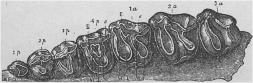 ( Orohippus Marsh) to Anchitherium of the family of the Palaeotheriida. The transition is seen in some genera of the intermediate family of the Chalicotheriida, beginning with Ectocium (Cope). FIG.