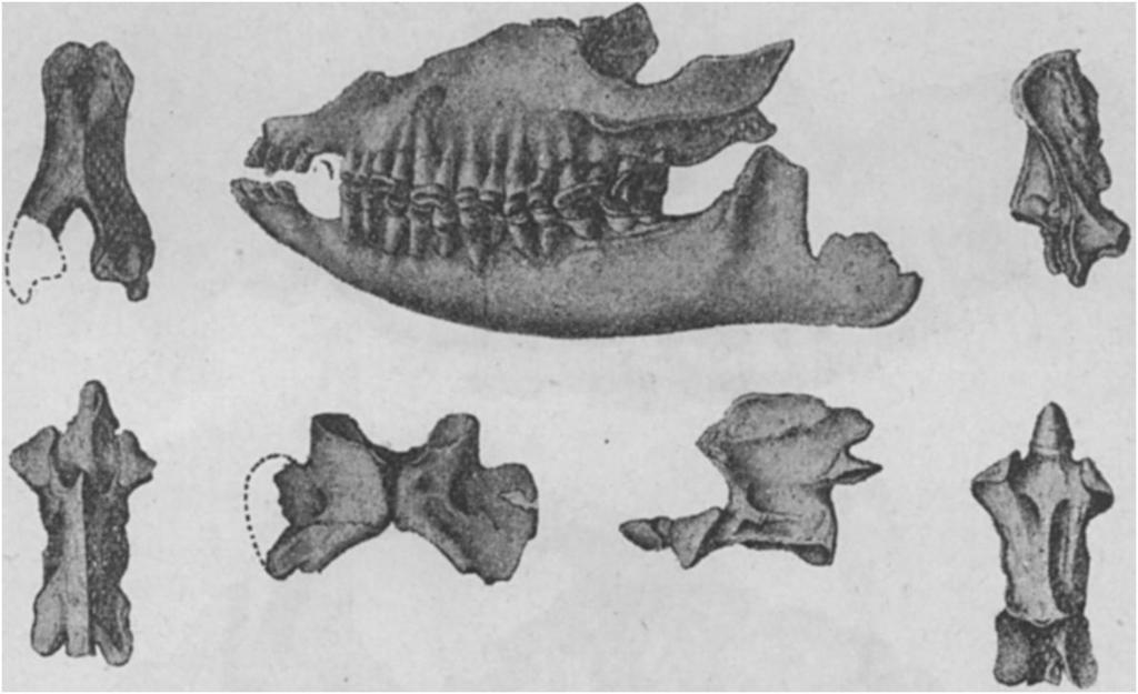 1887] The Perissodactyla. 1003 (A I~~~~ with the extinct genera of the Old World, Coelodonta and Elasmotherium.