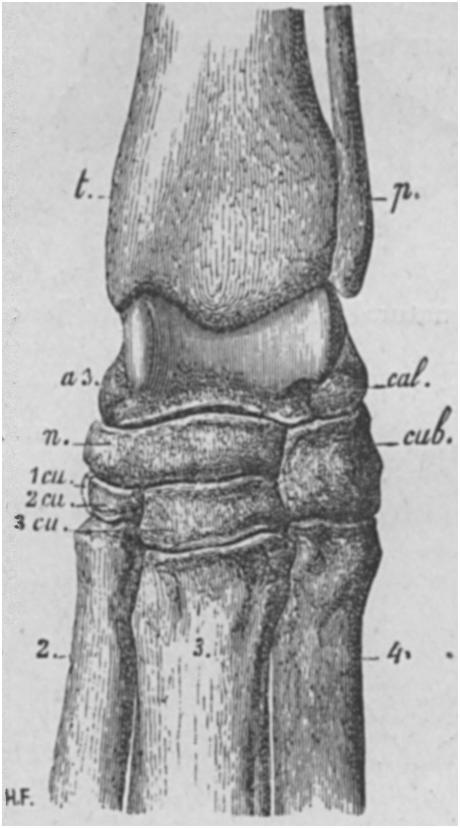 1887] The Perissodactyla. 1005 Incisors I; canines I; dermal horn median; nasal septum ossified;.......... Clodonta Bronn. P3/.