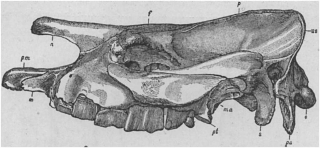 ioo6 The Perissodactyla. [Nov. FIG. 22. Aiphekoips fossiger Cope, skull, one-fifth natural size, from side and below;' from Loup Fork beds of Kansas. From Marsh. Elasmotherium.