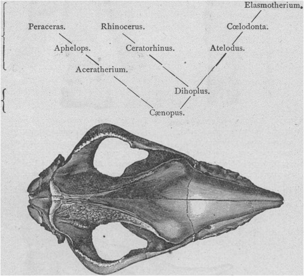 Aphelops megalodus Cope, skull from above, one-sixth natural size. From the Loup Fork bed of Colorado; original. The history of the TAPIRIDJE has been mainly unravelled by Scott.