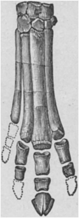 2) is absolutely intermediate between that of the Taxeopoda (Fig. i) and that of the Diplarthra (Fig.