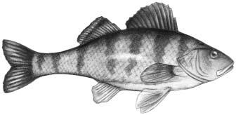 Figure 2. Yellow perch, Perca flavescens. soft rays. The pectoral, pelvic and anal fins are supported by one to three spines followed by a series of soft rays.