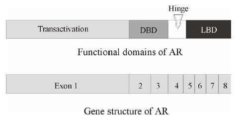 16 Figure 3. Androgen receptor gene organization and domain structure. The AR gene (bottom) consist of eight exons that give rise to the domain structure of receptor protein (top).