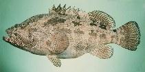 1 Một số loài cá mú nuôi chủ yếu Cá mú hoa nâu ( Epinephelus fuscoguttatus) Cá có kích thước lớn, cỡ khai thác trung bình 40-70cm, tối đa 120cm.